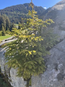 IMG_0416