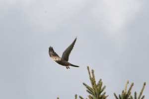 IMG_1639